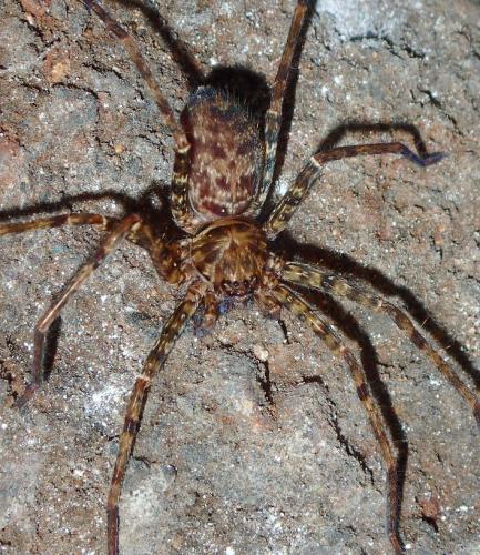 Réf. 188 864 : Heteropoda sp.